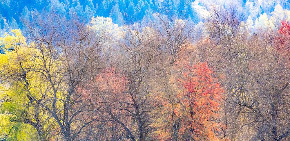 USA-Washington State-Fall City-Pacific Northwest early spring cottonwood